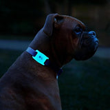 Apple AirTag Case-Mate Dog Collar - Glow in the Dark